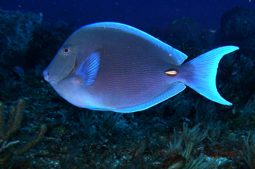 Poisson chirurgien bleu Blue tang surgeonfish Acanthurus coeruleus